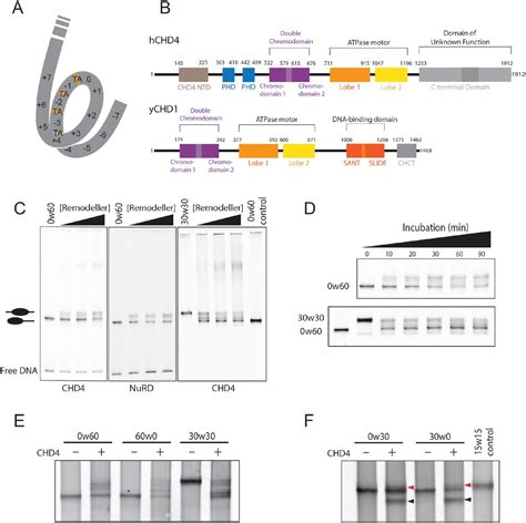 CHD4 slides nucleosomes by decoupling entry.